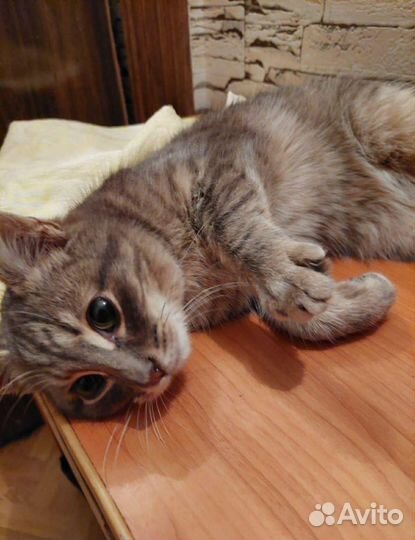 Кошка в дар