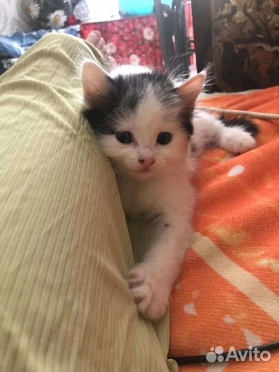 Кошки бесплатно