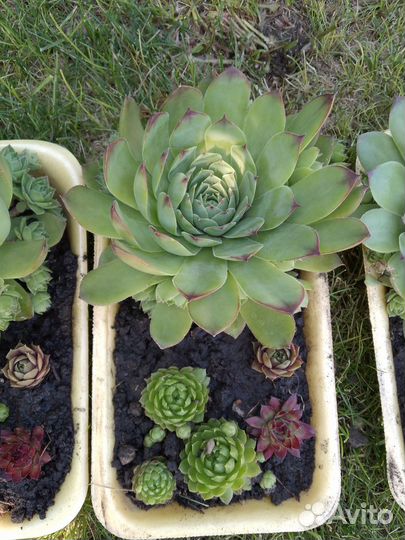 Каменная роза, молодило