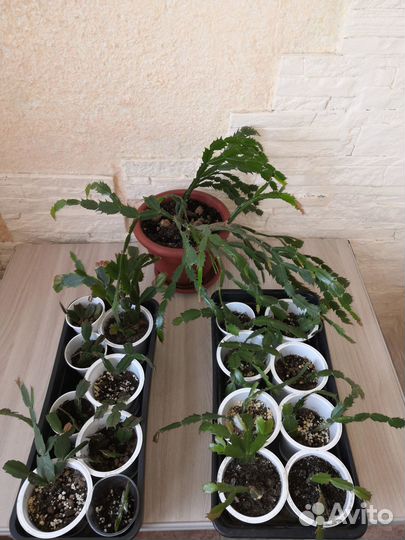 Домашние цветы цветущие