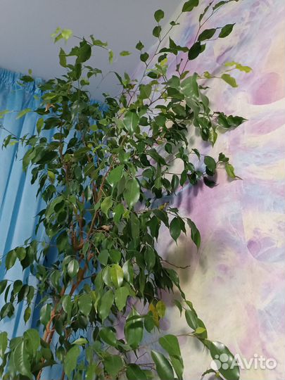 Фикус бенджамина