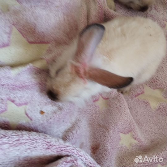 Декоративные карликовые кролики