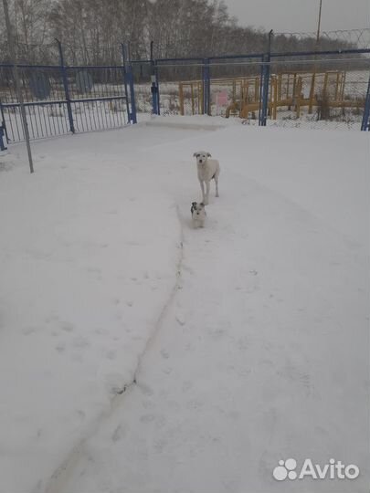 Симпатичные дворяне