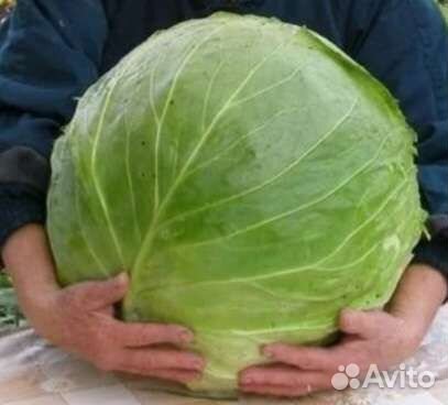 Супергигантская капуста 15-20кг семена