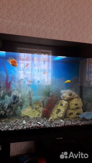 Аквариум