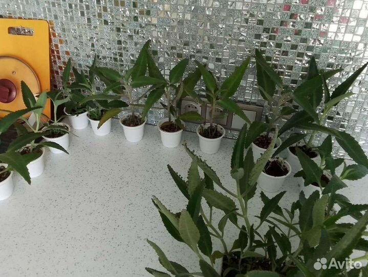 Каланхоэ лечебное