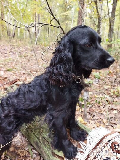 Вязка кокер спаниель