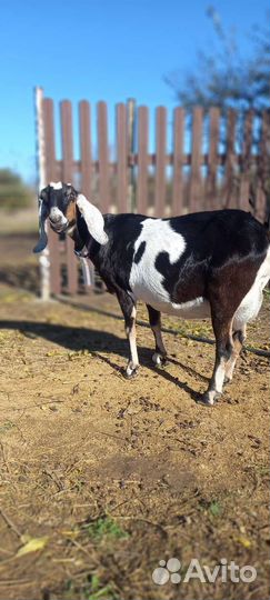 Козье молоко