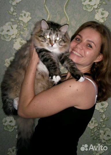 Передержка кошек