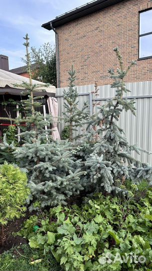 Ель голубая крупномер