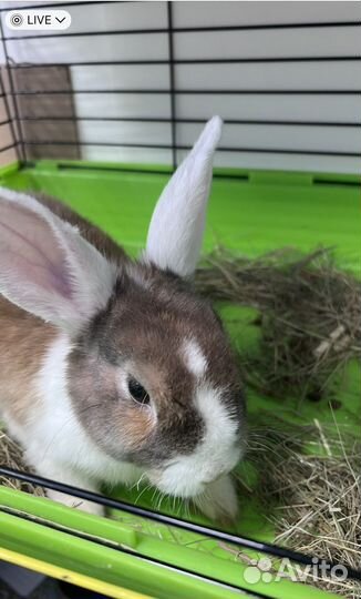 Декоративные кролики в добрые руки