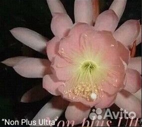 Эпифиллум гибискус редкие коллекционные