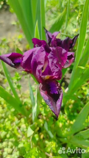 Ирисы карликовые