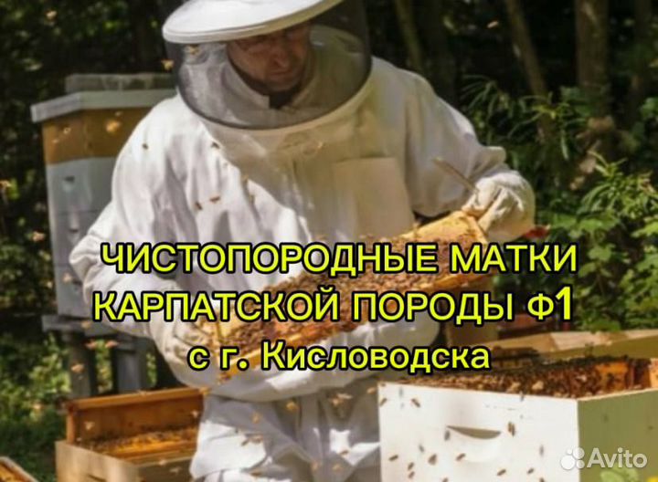 Продам пасеку, пчелосемьи