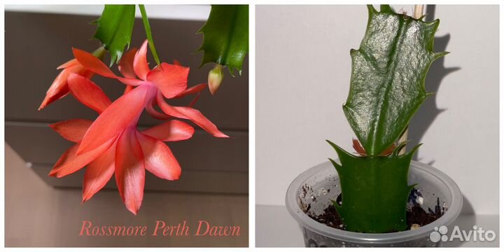 Шлюмбергеры сортовые