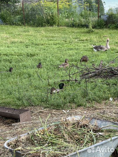 Бараны козы гуси