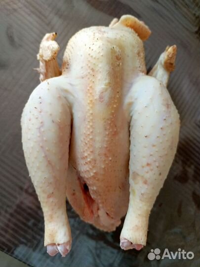 Мускусные утки