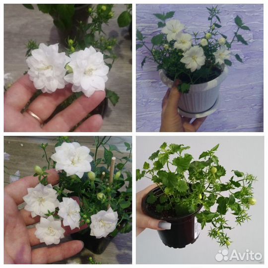 Жених, невеста, любовник