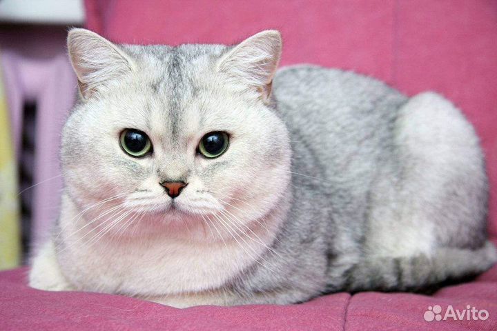 Киска ищет котика