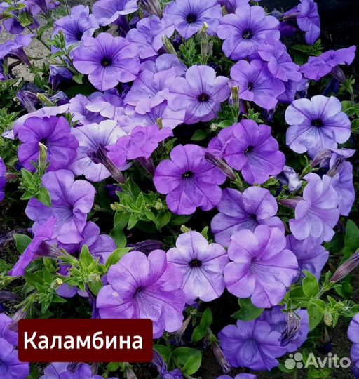 Черенки семенной петунии в ассортименте