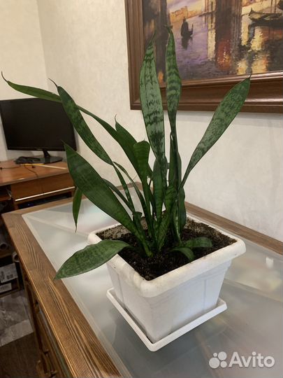 Цветы комнатные и горшки