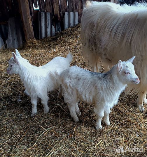 Зааненские козлята