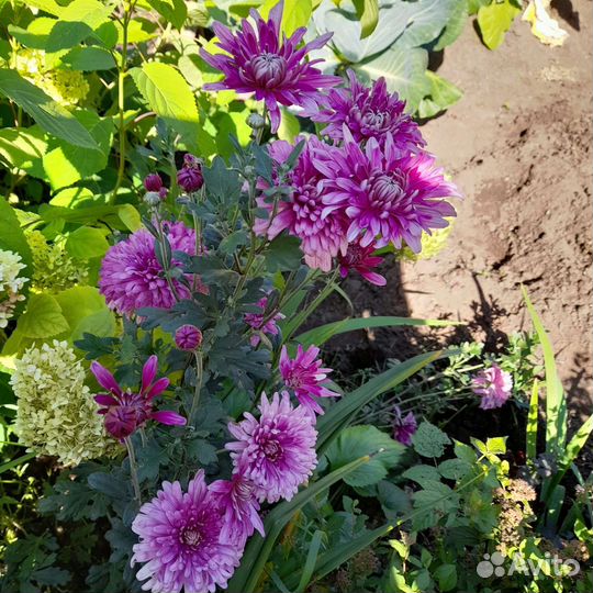 Хризантема Юность