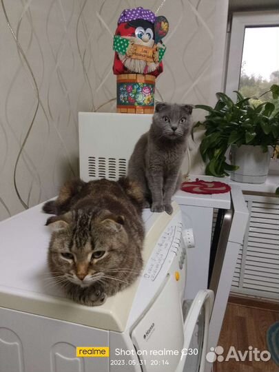 Котята от Шотландии вислоухой