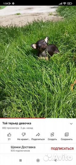 С Р О Ч Н О девочка той терьера мини
