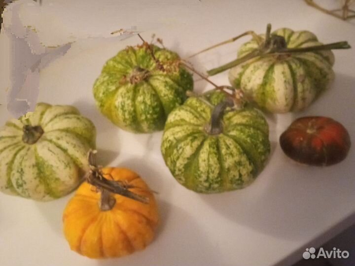 Декоративная тыква
