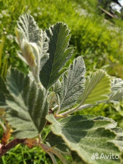 Sorbus Intermedia - Шведская рябина, 4 летний