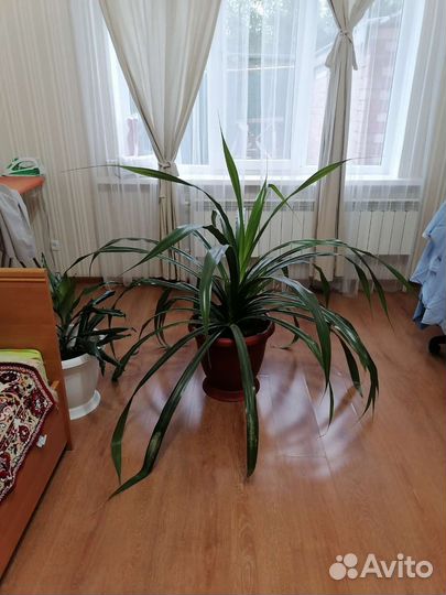 Пальма юкка