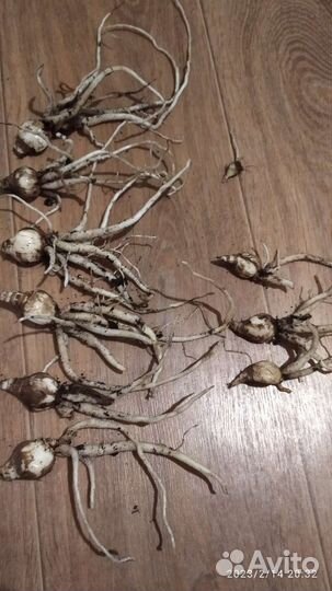 Гименокаллис