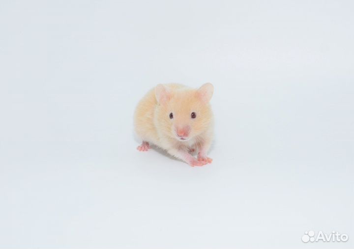 Сирийские и Джунгарские хомяки - ручные. Питомник