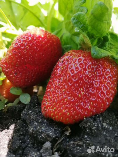 Рассада клубники, овощей, цветов