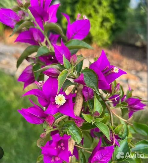 Бугенвиллея грабла