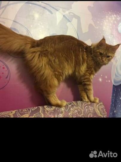 Вязка кошки мейн-кун