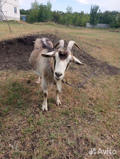 Продаются козы
