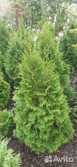 Саженцы туи, можжевельников