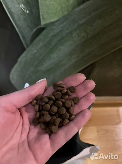 Сухой корм для кошек