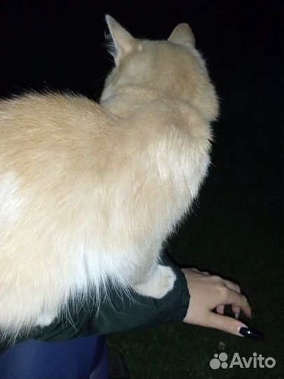 Потерялся кот. Курильский бобтейл