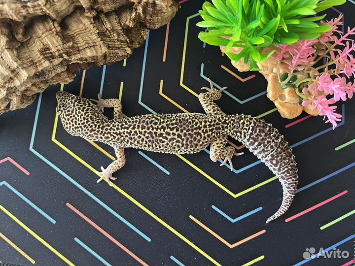 Малыши эублефары