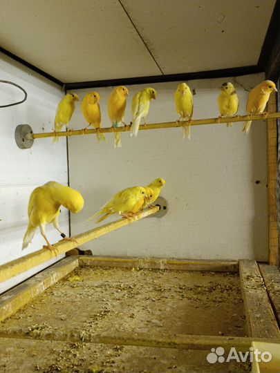 Кенара и канарейки