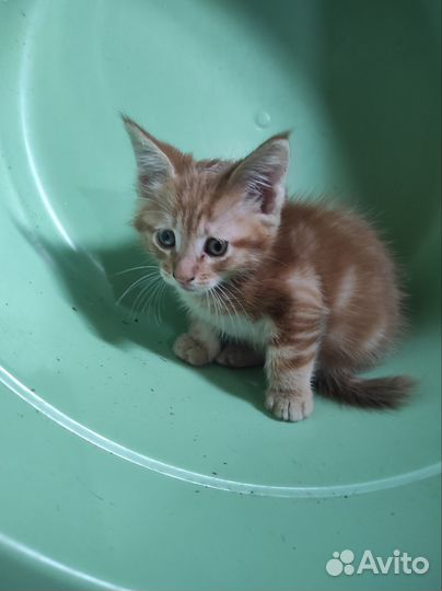 Котята мейн-кун