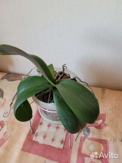 Орхидея фаленопсис