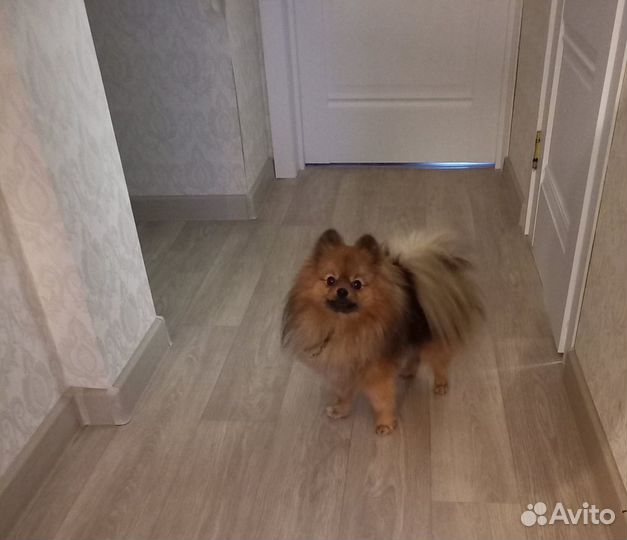 Вязка мальчик Шпиц