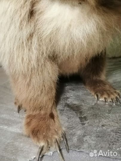 Чучело медведя, имитация животного