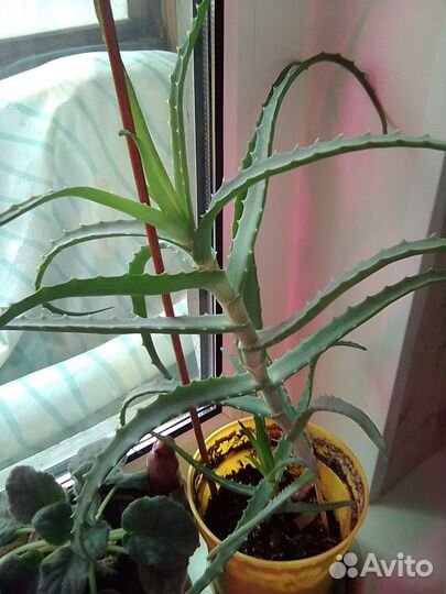 Аллое (столетник)для лечения