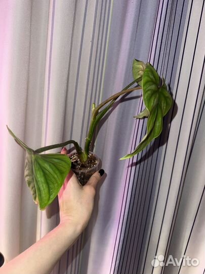 Филодендрон пловмани