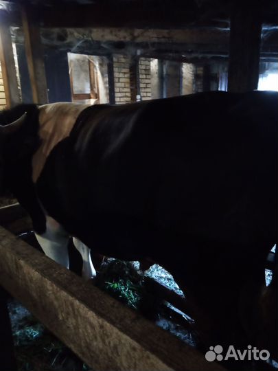 Быки на мясо